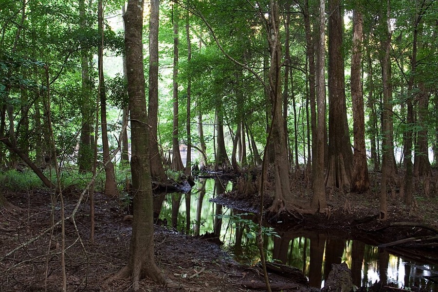 Congaree National Park