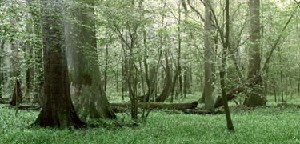 Congaree National Park