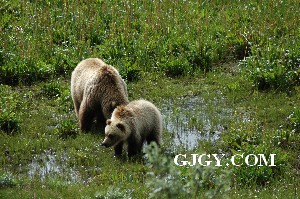 Grizzly bear