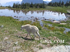 Mountain goat