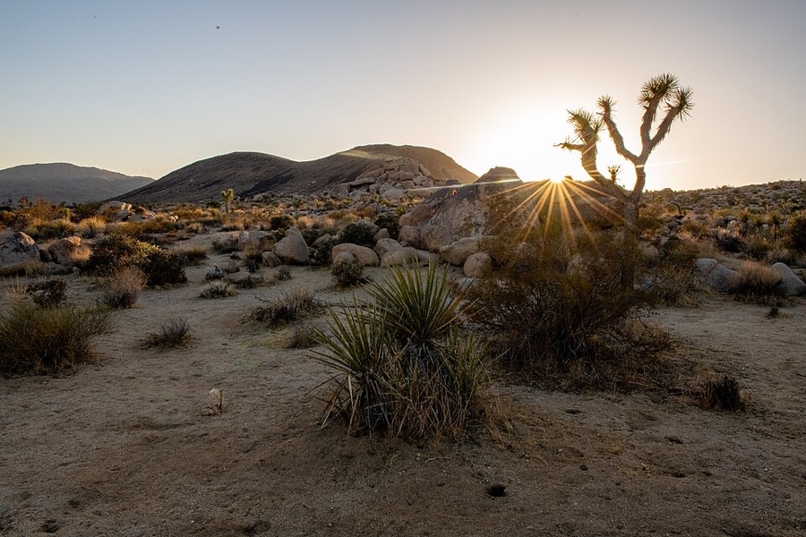 Joshua Tree National Park