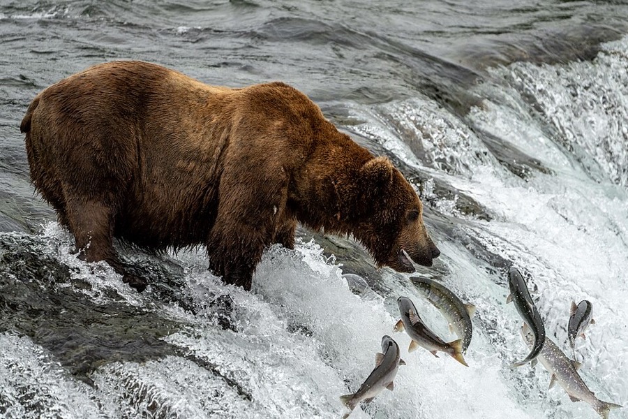Katmai National Park