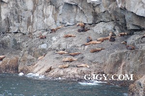 Sea lions