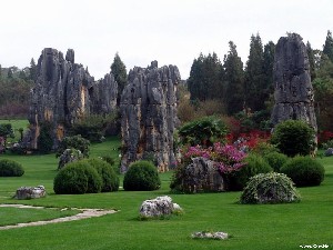 The Stone Forest