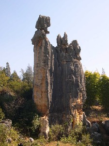 The Stone Forest