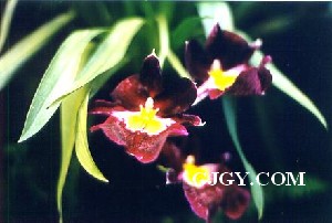 Orchids