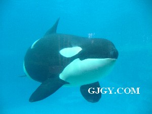An orca at SeaWorld