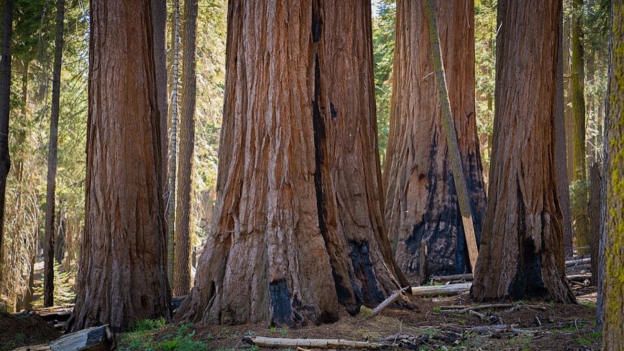 Sequoia National Park