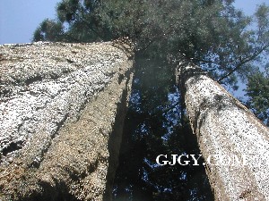 Giant sequoias, the world’s largest trees