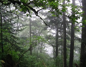 Shennongjia