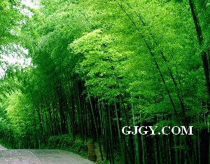 The Shunan Bamboo Sea