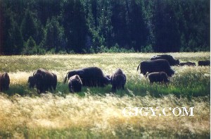 Bison herd